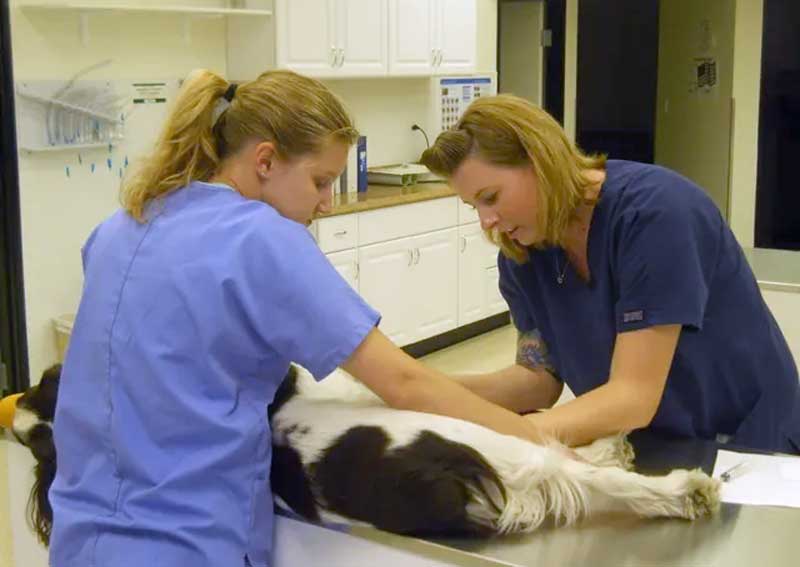 Carousel Slide 1: Dog veterinary care